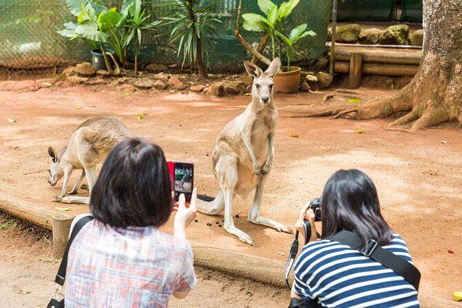 Kuranda Scenic Railway Day Trip from Cairns - Best for: Travelers seeking scenic beauty, wildlife encounters, and a flexible itinerary. It’s especially suitable for those comfortable with self-guided exploring and looking for value-packed day trips.