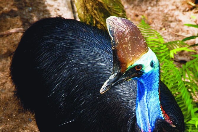 Kuranda Wildlife Experience Deluxe Multi Attraction Pass - Common Questions