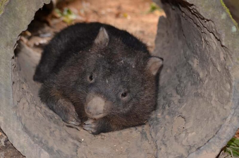 Kuranda Wildlife Experience: Koalas, Birds & Butterflies - Good To Know