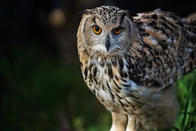 Kurodake Ropeway, Asahiyama Zoo Autumn Leaves Bus Tour - Final Thoughts