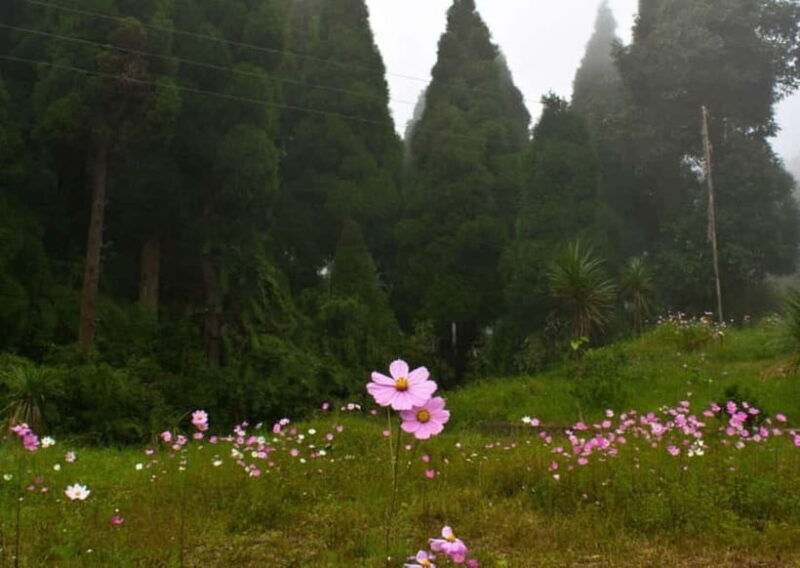 Kurseong: White Orchid Trail Hike with Hotel Pickup - FAQ