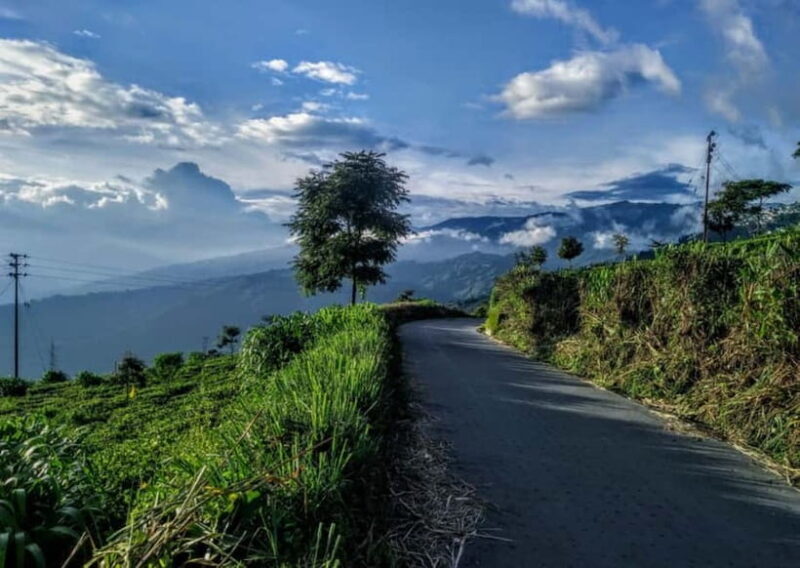 Kurseong: White Orchid Trail Hike with Hotel Pickup - An In-Depth Look at the White Orchid Trail Experience