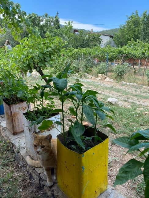 Kusadasi Village Tour & Traditional Food Tasting - Who Should Consider This Tour?