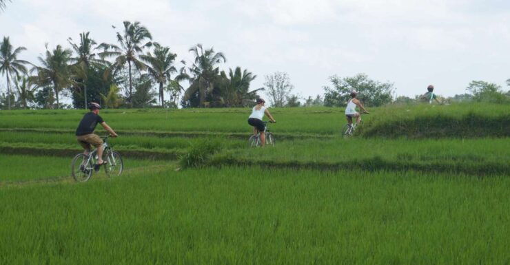 Kuta: Kintamani Culture and Nature Guided Cycling Tour - Good To Know