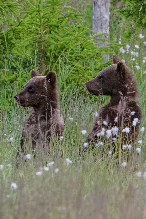 Kuusamo: Bear Watching Evening - Good To Know