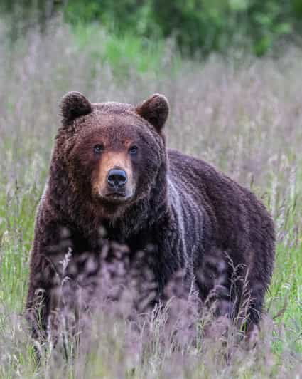 Kuusamo: Bear Watching Evening - Experience Highlights