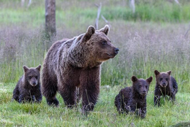 Kuusamo: Bear Watching Evening - Itinerary Details