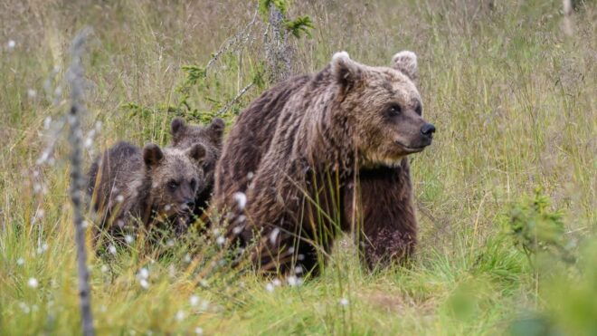 Kuusamo: Bear Watching Evening - Amenities Provided
