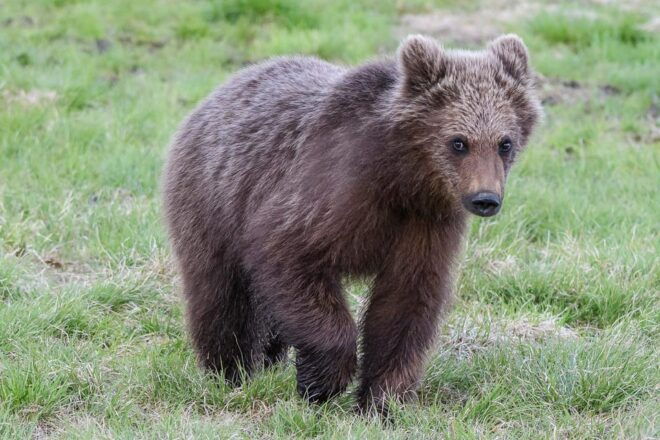 Kuusamo: Bear Watching Evening - Important Guidelines