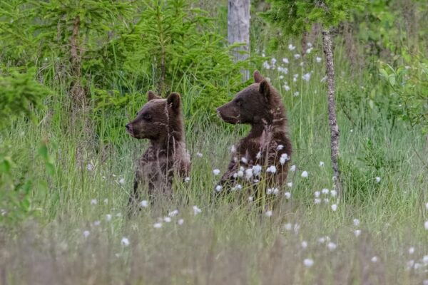 Kuusamo: Bear Watching Evening - Customer Reviews