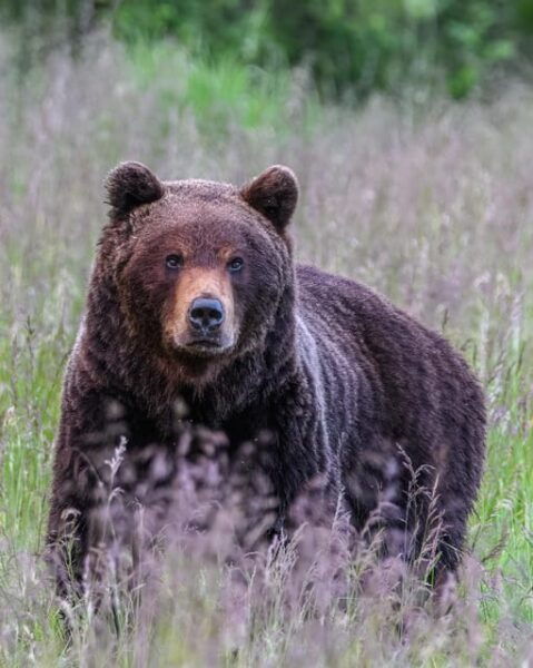 Kuusamo: Bear Watching Evening - Booking Information