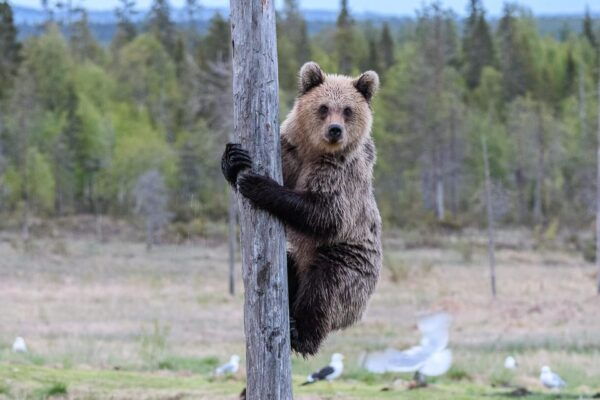 Kuusamo: Bear Watching Evening - Tips for a Great Experience