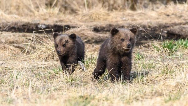 Kuusamo: Bear Watching Evening - Frequently Asked Questions