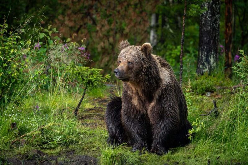 Kuusamo: Bear Watching Overnight Tour - Introduction