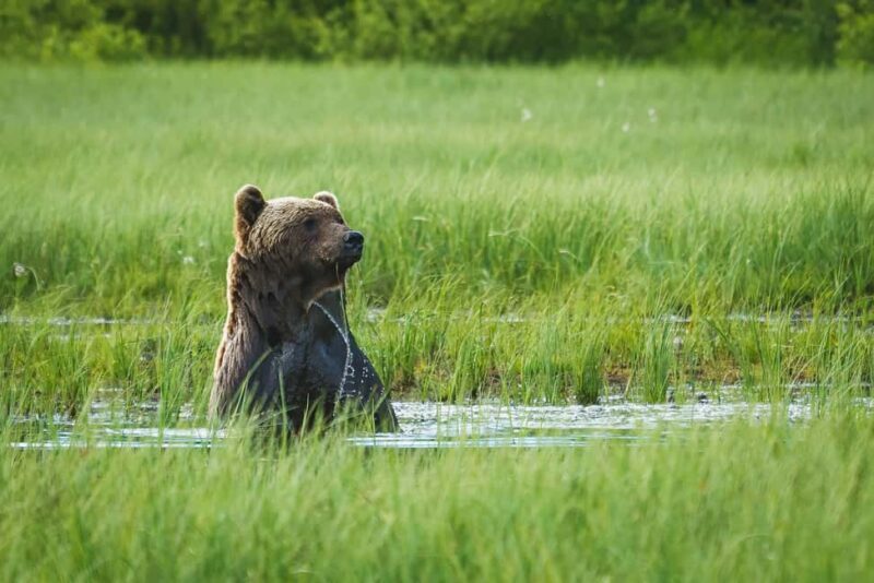 Kuusamo: Bear Watching Overnight Tour - Why This Tour Offers Great Value