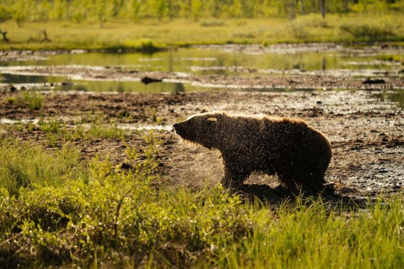 Kuusamo: Bear Watching Overnight Tour - FAQ