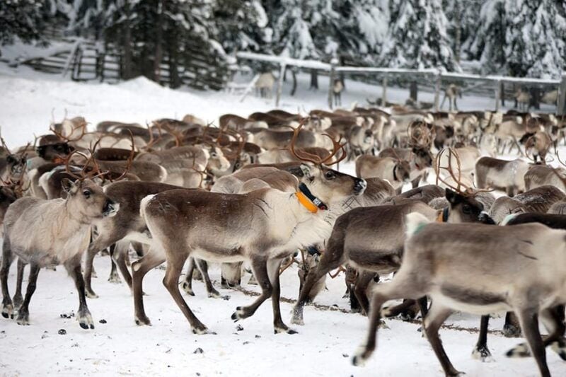 Kuusamo: Morning Feeding of Hundreds of Reindeer - The Value of This Experience