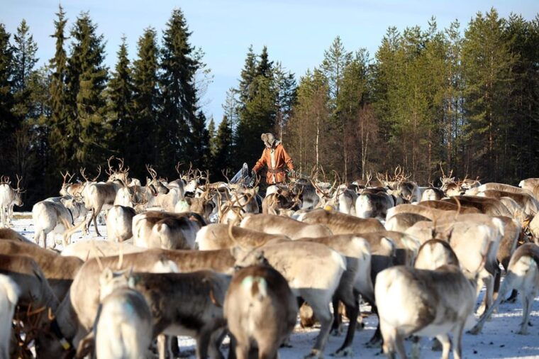 Kuusamo: Morning Feeding of Hundreds of Reindeer - Authentic Reindeer Encounters That Go Beyond the Surface