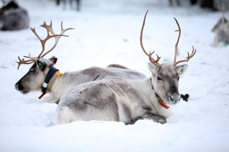 Kuusamo: Reindeer Farm Visit - Why This Tour Offers Great Value