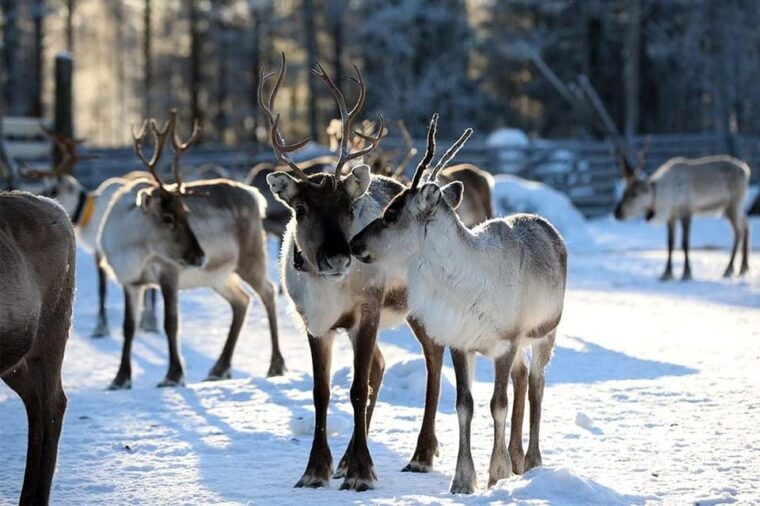 Kuusamo: Reindeer Farm Visit - Final Thoughts