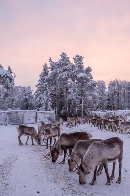 Kuusamo: Reindeer Farm Visit - FAQs