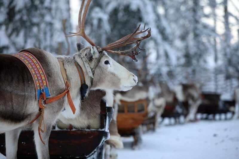 Kuusamo: Reindeer Sleigh Ride and Farm Visit - Good To Know