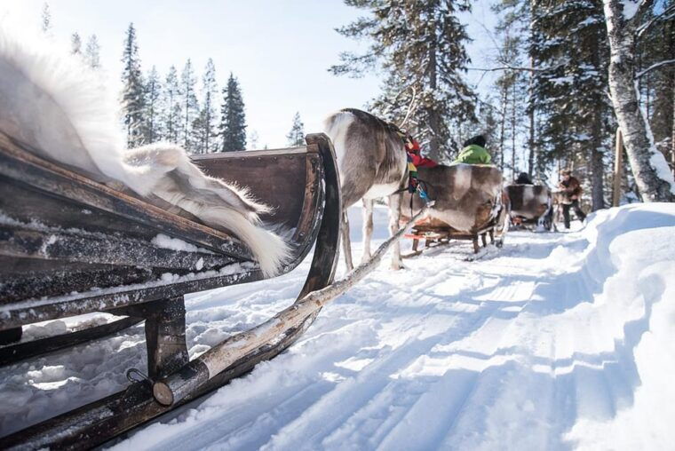 Kuusamo: Reindeer Sleigh Ride and Farm Visit - The Sum Up