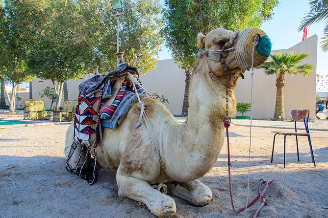 Kuwait City Filaka Island Full Day Tour - Cancellation Policy and Price