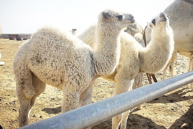 Kuwait City Filaka Island Full Day Tour - Additional Information