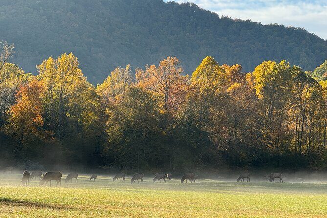 Kuwohi Mountain Great Smoky Mountains Tour - An In-Depth Look at the Itinerary