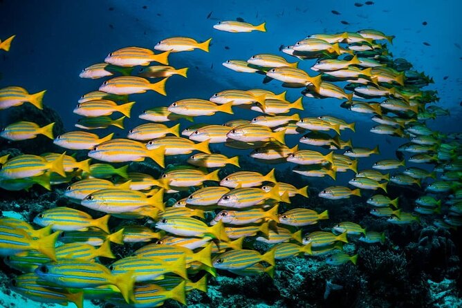 Kuza Cave, Blue Lagoon, Starfish Adventure, The Rock, Stone Town, Secret Garden - Reviews