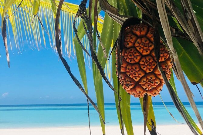 Kuza Cave, Paje Beach, The Rock Restaurant, Stone Town, Secret Garden Restaurant - Accessibility and Additional Info