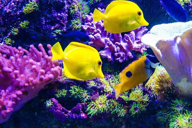 Kuza Cave Tour, Blue Lagoon, Starfish Adventure, The Rock Restaurant, Paje Beach - Good To Know