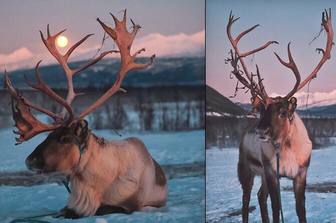 Kvaloya Northern Lights Tour, Reindeer Sledding From Tromso - Cancellation Policy