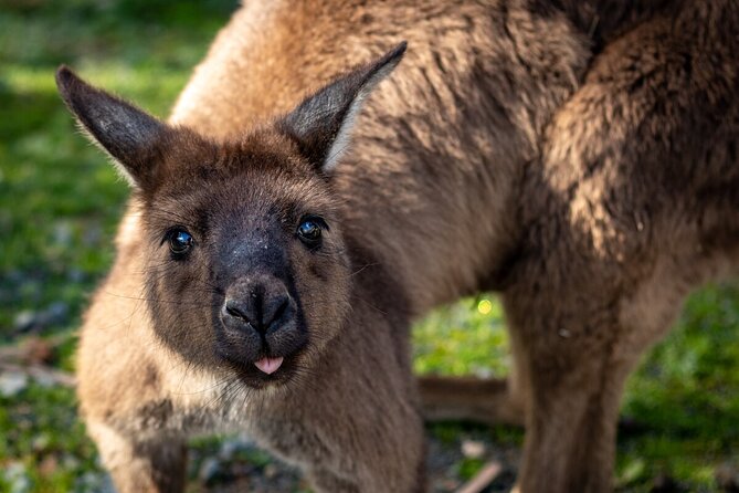 Kyabram Fauna Park General Entry Ticket - Ticket Details and Inclusions