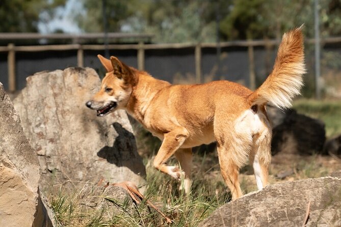 Kyabram Fauna Park General Entry Ticket - Start Time and Opening Hours