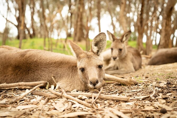 Kyabram Fauna Park General Entry Ticket - Contact and Terms