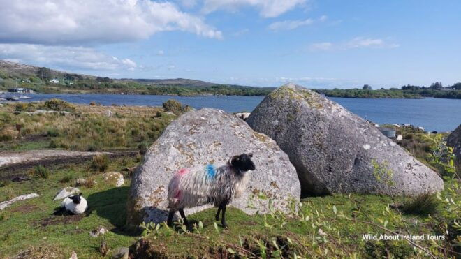 Kylemore, Sheep Farm and Connemara Private Limousine Tour - Activity Details