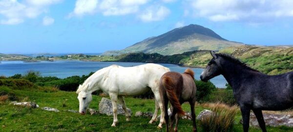 Kylemore, Sheep Farm and Connemara Private Limousine Tour - The Sum Up