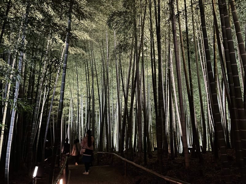 Kyoto 1 Day Golden Route Bus Tour - Should you book it?