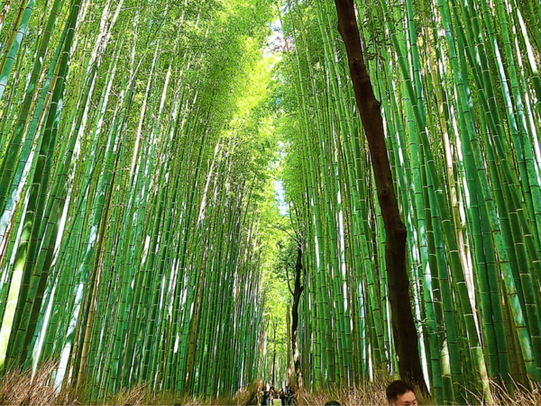 Kyoto: 12 Top Highlights Full-Day Guided City Tour - Participant Guidelines