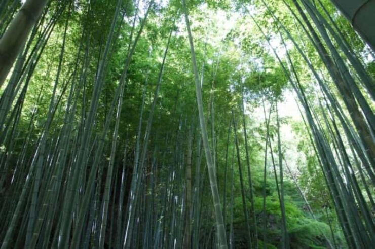 Kyoto: 2nd June Experience in Bamboo Forests & Workshop - Good To Know