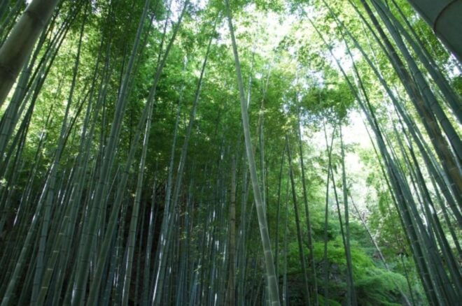 Kyoto: 2nd June Experience in Bamboo Forests & Workshop - Included Activities