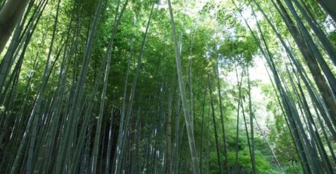 Kyoto: 2nd June Experience in Bamboo Forests & Workshop - Schedule Details