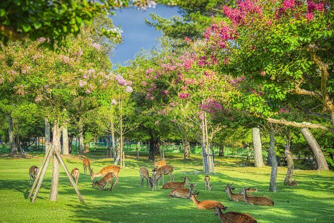 Kyoto and Nara Day Tour from Kyoto - Good To Know