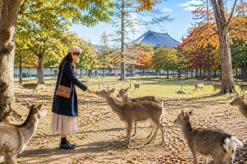 Kyoto and Nara Day Tour(Optional upgrade to Wagyu "Kobe Beef" lunch) - Kinkaku-ji: a quick look at the Golden Pavilion