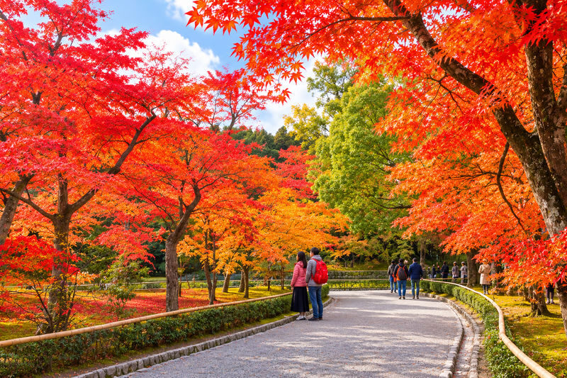 Kyoto and Nara Day Tour(Optional upgrade to Wagyu "Kobe Beef" lunch) - Lunch: choose convenience or bring your own plan