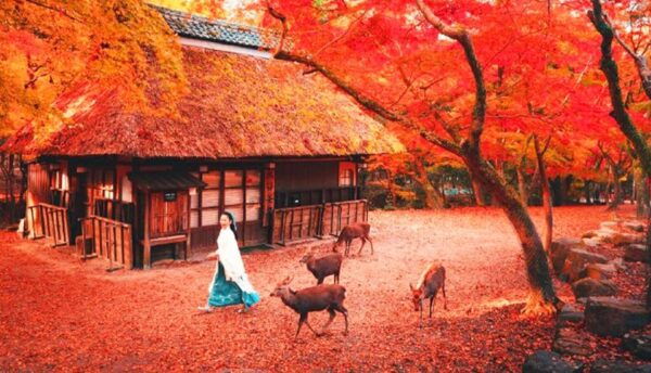 Kyoto and Nara Day Tour With Kiyomizu-Dera,Nara Park&Temple - Tips for a Great Experience