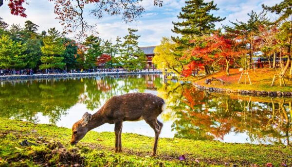 Kyoto and Nara Day Tour With Kiyomizu-Dera,Nara Park&Temple - Booking and Cancellation Policy