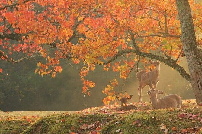 Kyoto and Nara Day Tour with Kobe Beef Lunch - Who Will Love This Tour?